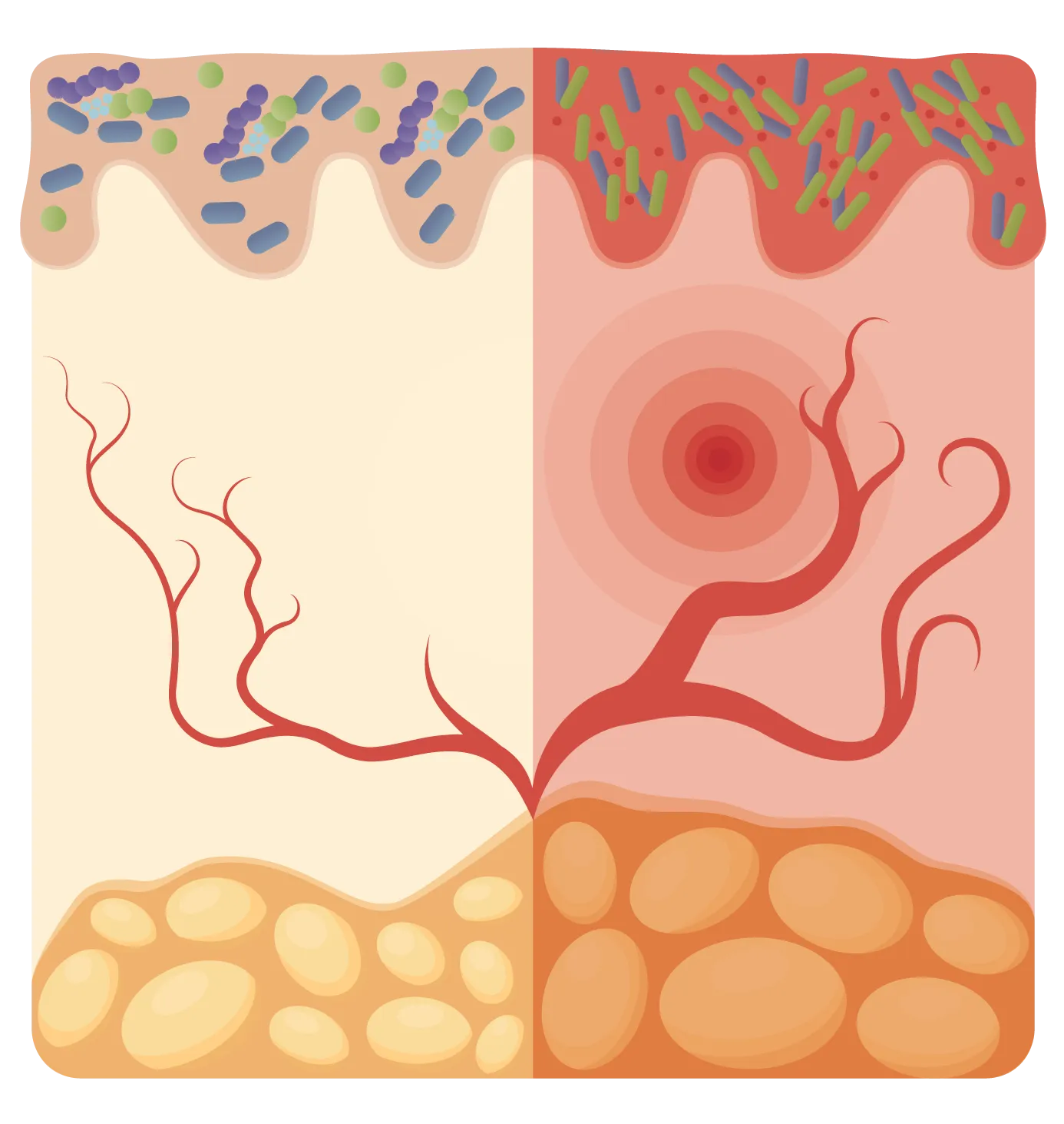 Skin Quality and Skin Appearance