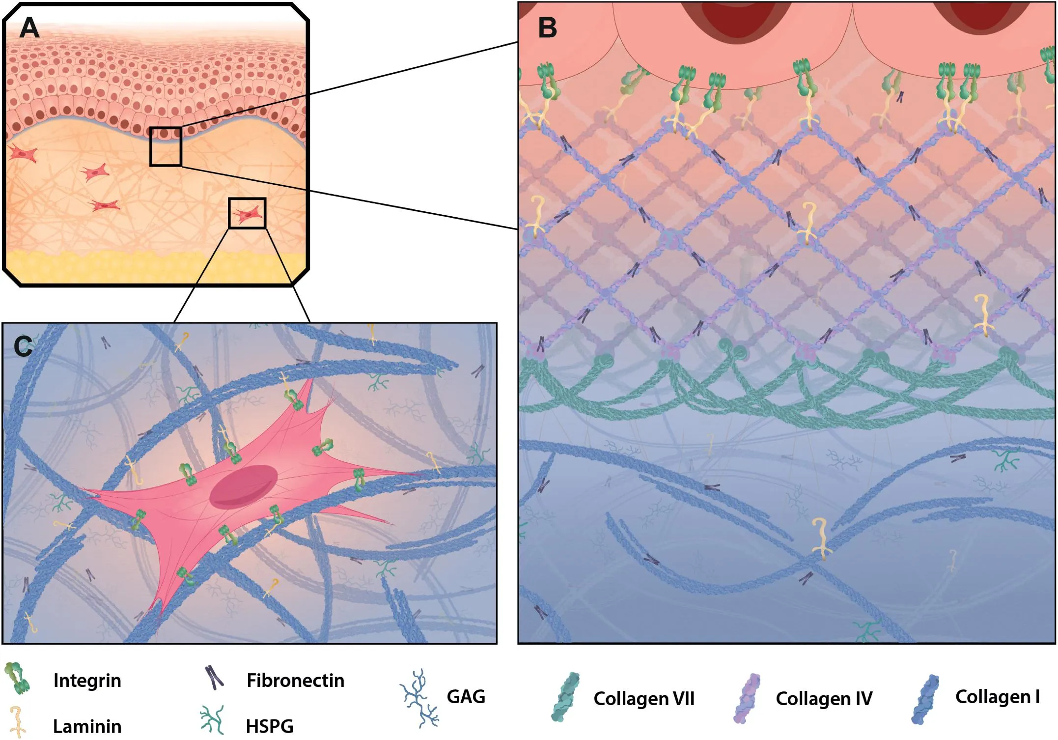 Extracellular Matrix Structure